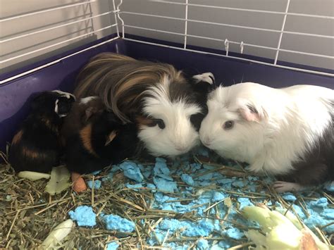 9 results - showing 1 - 9. . Free guinea pigs near me